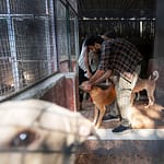 India’s top court wanted Delhi’s stray dogs gone, but it may have worsened the issue India’s top court wanted Delhi’s stray dogs gone, but it may have worsened the issue