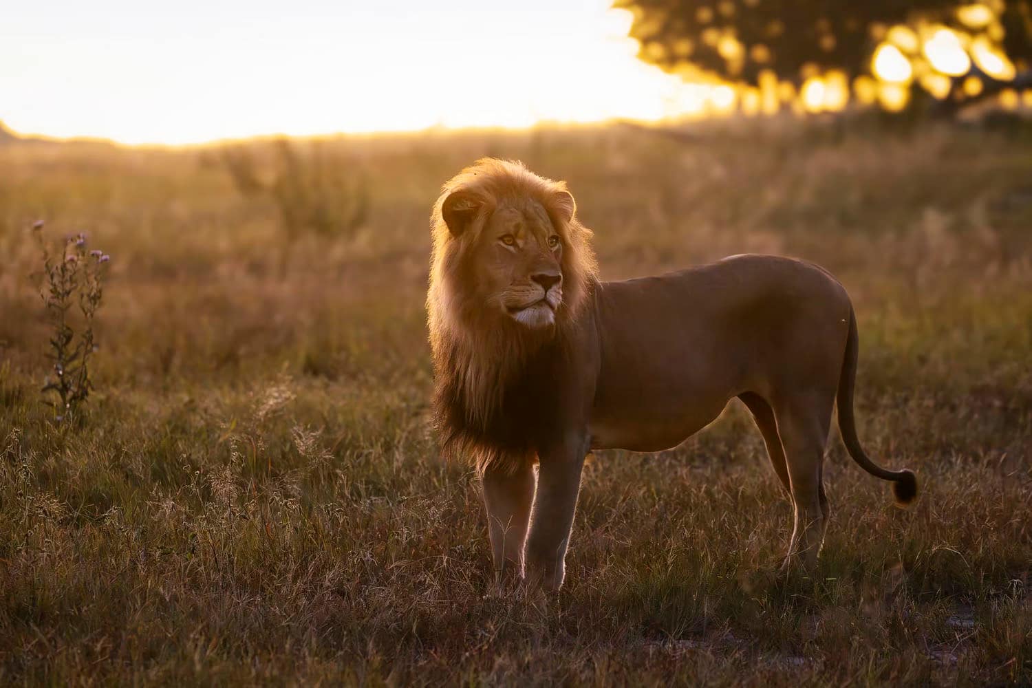 Beloved lion killed by trophy hunter in ‘echo’ of Cecil the Lion’s death Beloved lion killed by trophy hunter in ‘echo’ of Cecil the Lion’s death