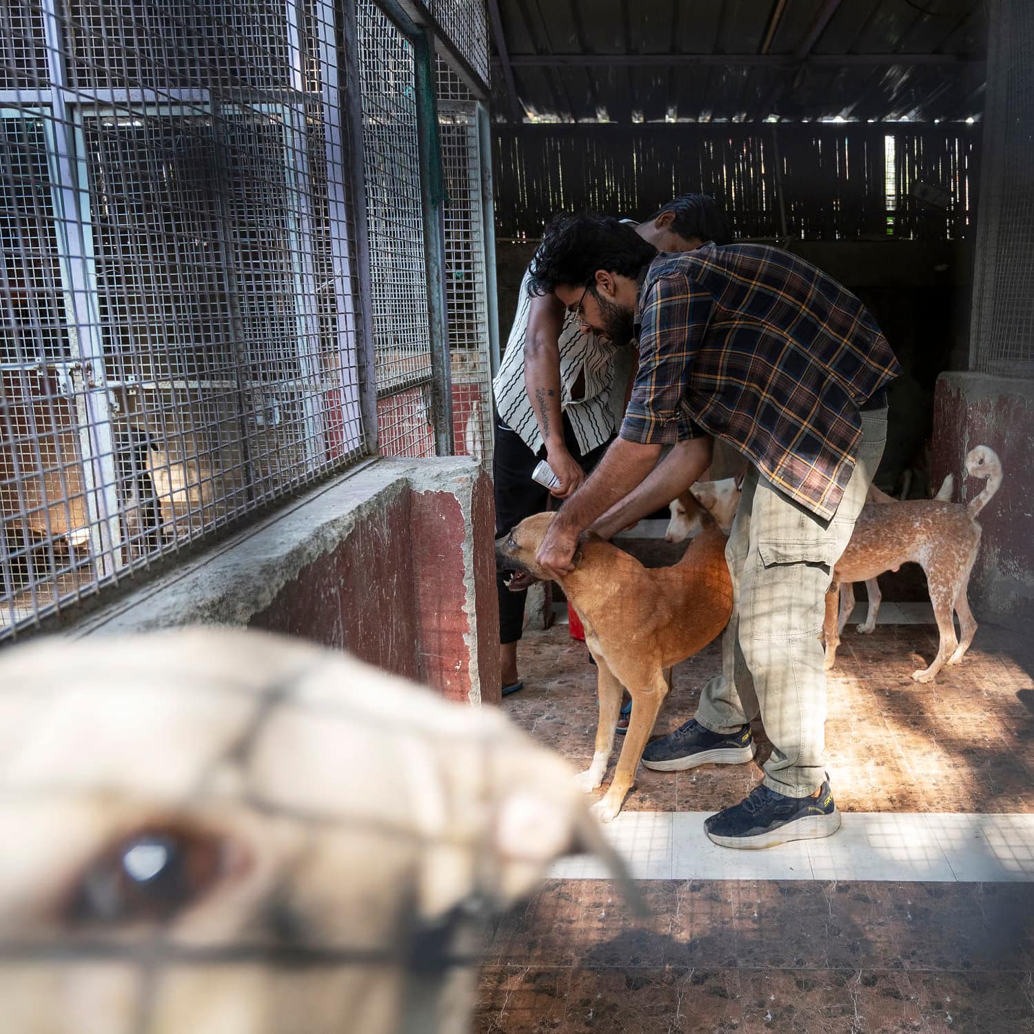 India’s top court wanted Delhi’s stray dogs gone, but it may have worsened the issue India’s top court wanted Delhi’s stray dogs gone, but it may have worsened the issue