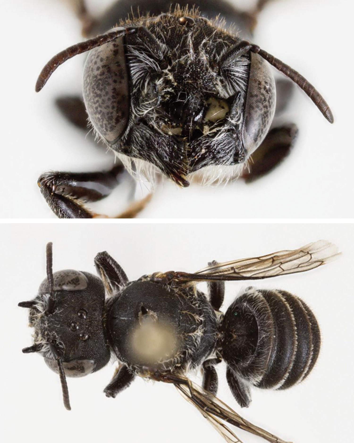Demonic horns and a devilish name: New ‘Lucifer’ bee discovered in Australia Demonic horns and a devilish name: New ‘Lucifer’ bee discovered in Australia